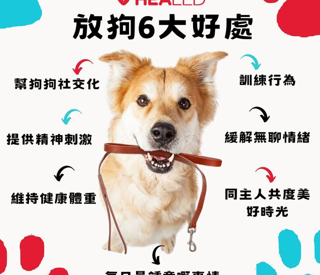 放狗的 6 大好處 - Infiniti Healthcare